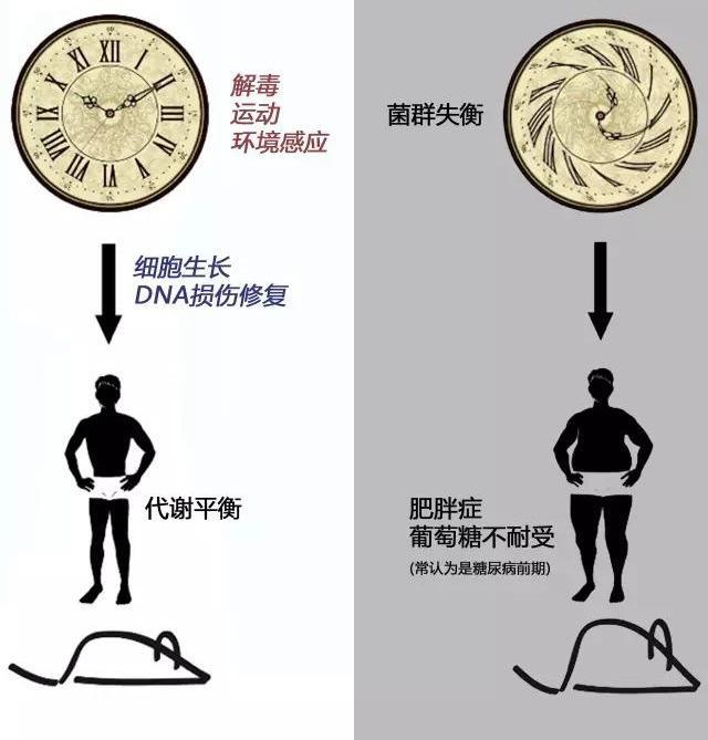 腸道菌群、腸促胰素與糖代謝異常